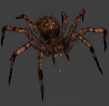 Spider Skin
